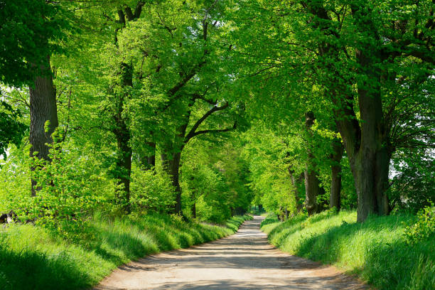 Dirt Road through Avenue of Old Linden Trees in Summer