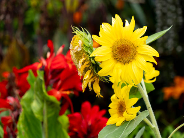 Close-up sunflower plant