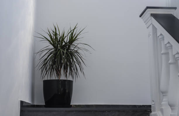 istock Potted plant placed on staircase in minimalist interior design setting with neutral colors and natural light during daytime 2196142673