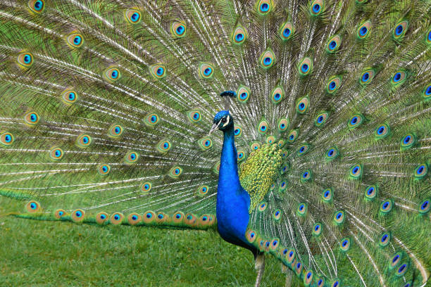 istock Peacock with stretched feathers, beautiful colorful bird, detail. 2196143439