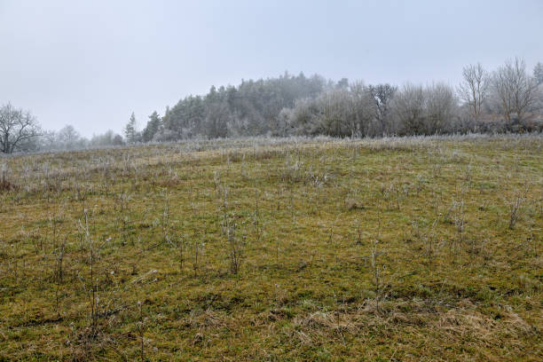 frozen and snow-covered forest in Baden Wuerttemberg
