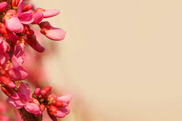 Spring Cercis flowers close-up on light beige background
