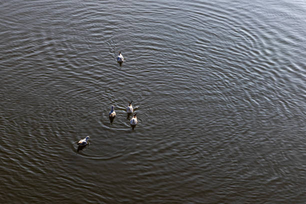 Seagull birds sit on river flowing water. Background, copy space.