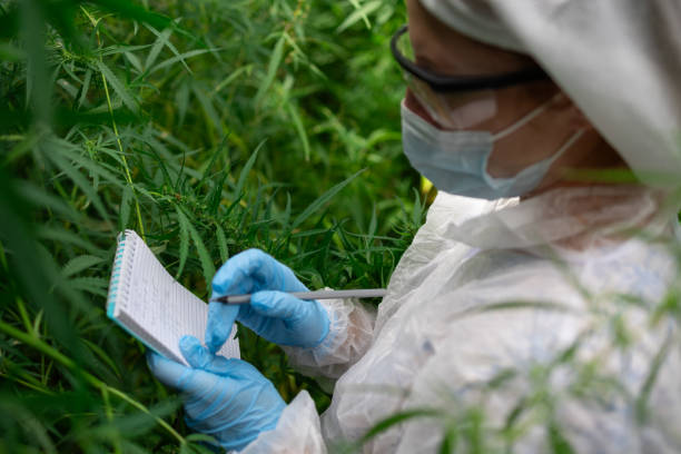istock Researcher Actively Documenting Growth Trends in Cannabis Cultivation and Practices 2196146542
