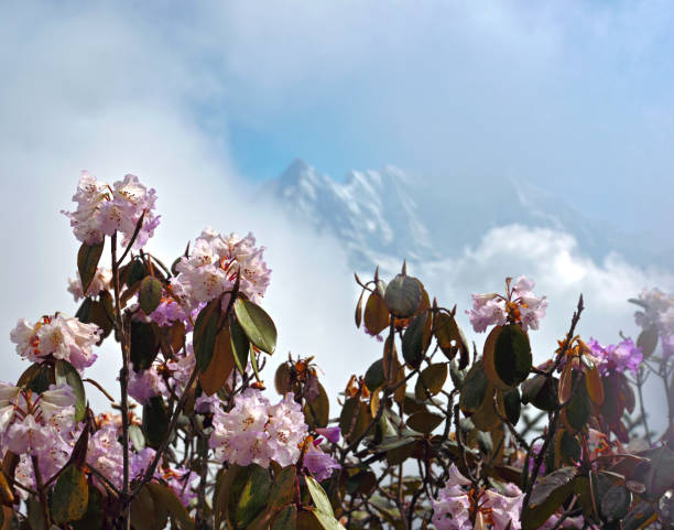 istock Blooming pink rhododendrons against the mountains 2196147304