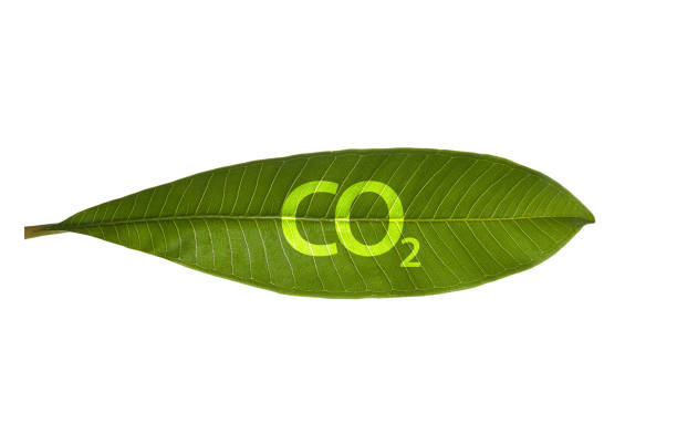 istock Green leaf with CO2 on white. The issue of carbon dioxide emissions, global warming, sustainable development concept. 2196147422