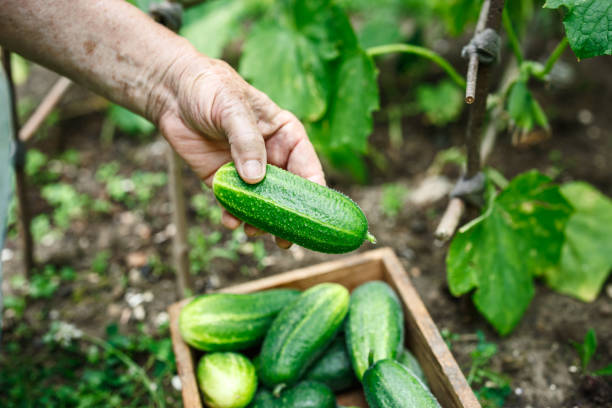 istock Gardener picking fresh cucumbers from organic farm 2196147664