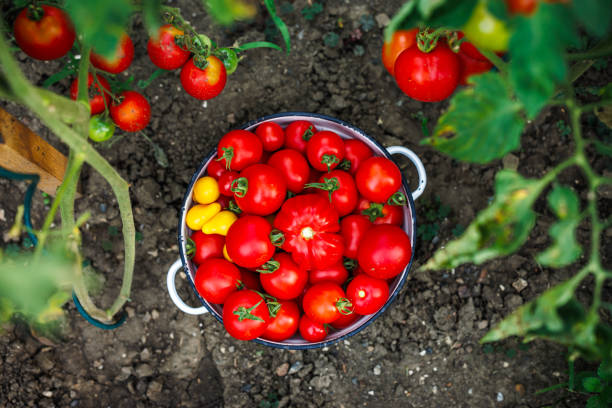 Picked ripe tomatoes from organic vegetable garden