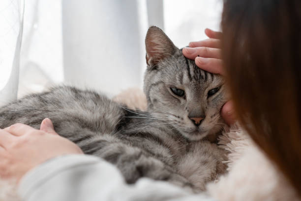 istock Person petting a cute cat 2196149295