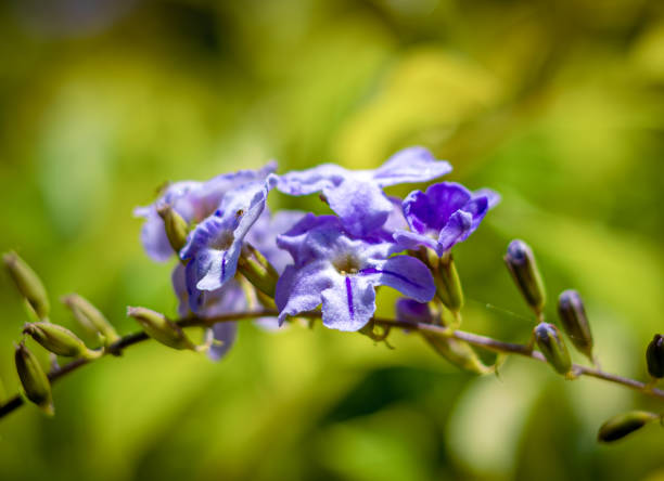 istock Duranta erecta purple flower focus 2196149480
