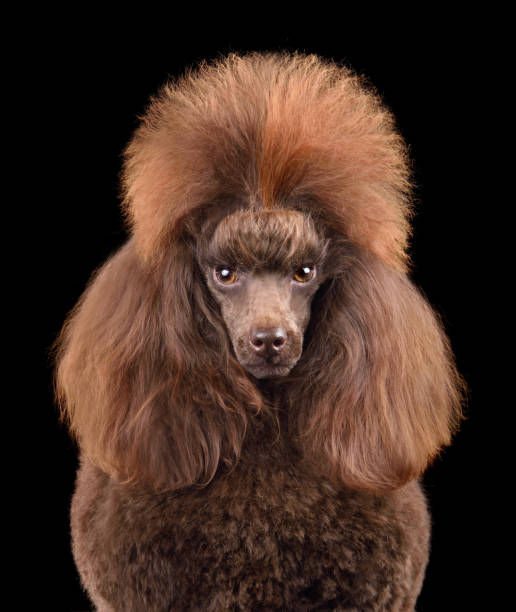 istock Portrait of chocolate poodle 2196149495