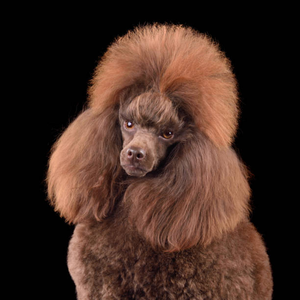 istock Beautiful chocolate toy poodle 2196149506