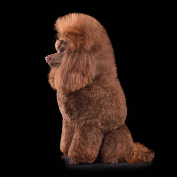 istock Beautiful chocolate toy poodle 2196149529