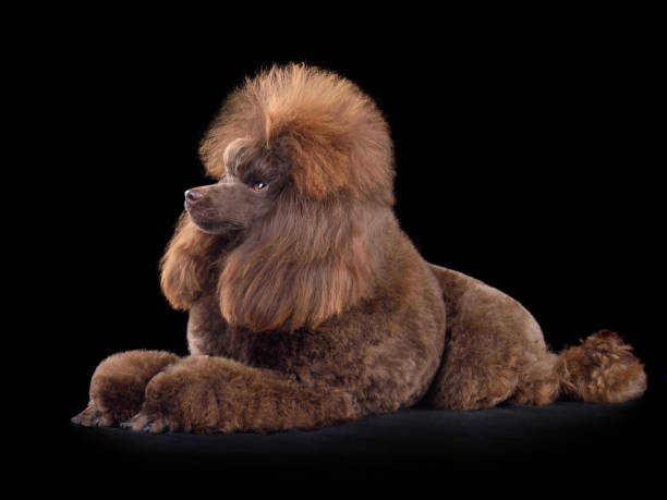 istock Beautiful brown toy poodle 2196149542