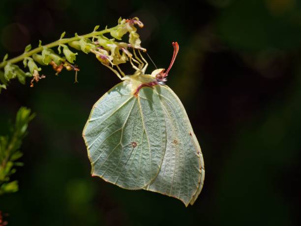istock Butterfly Camouflage in Nature 2196149635
