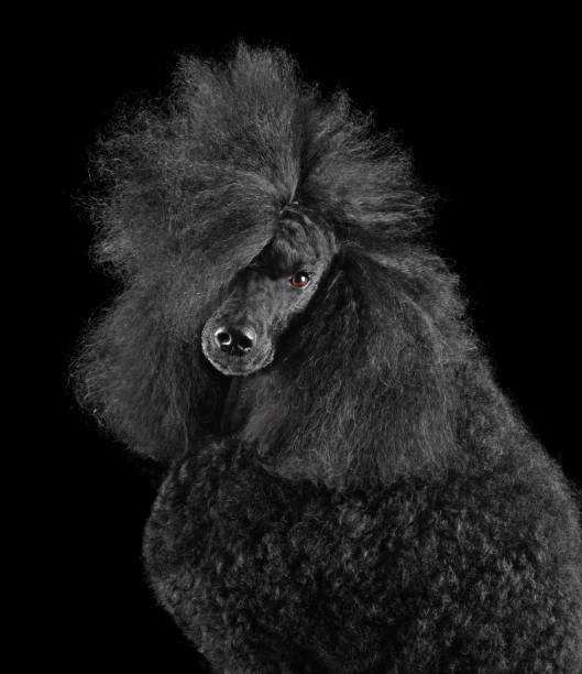 istock Portrait of beautiful black poodle 2196149648