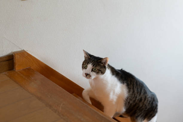 istock Cute cat walking in the house 2196149709
