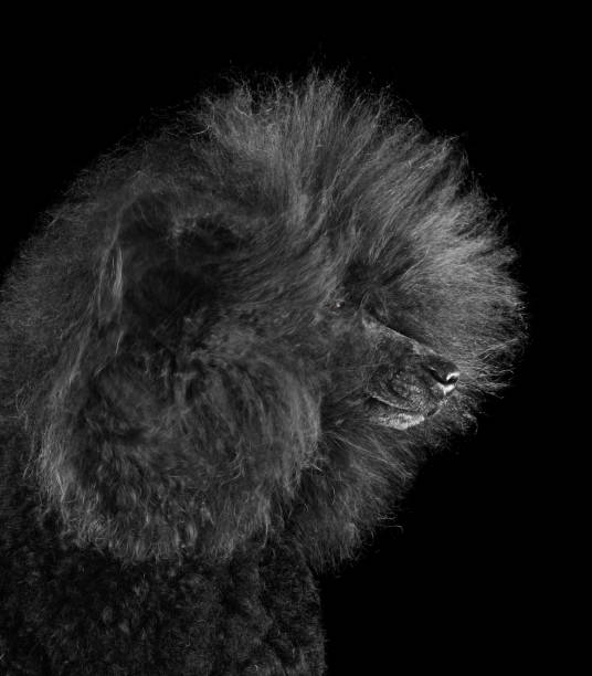 istock Beautiful standard poodle with blowing hair 2196149725