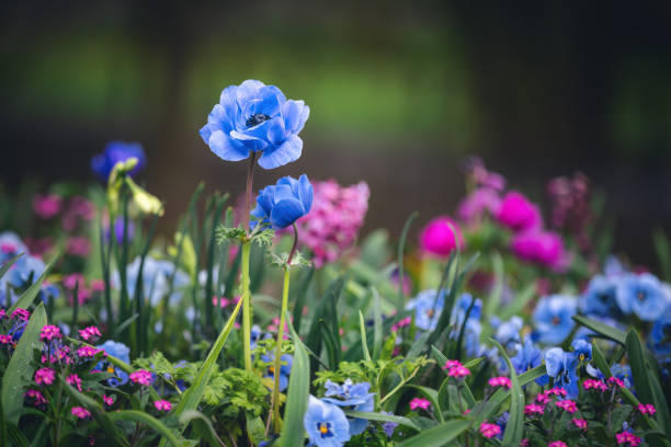 istock Garden With Flowers 2196150372
