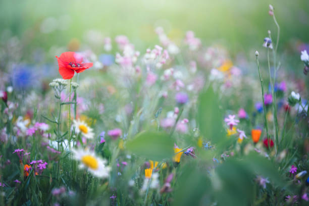 istock Colorful Meadow With Poppy 2196150381