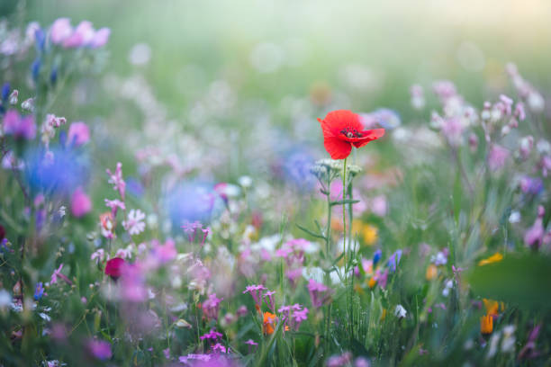 istock Colorful Meadow With Poppy 2196150383