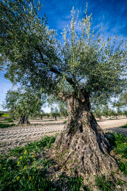 istock Old olive trees in Pinto's countryside. 2196150753
