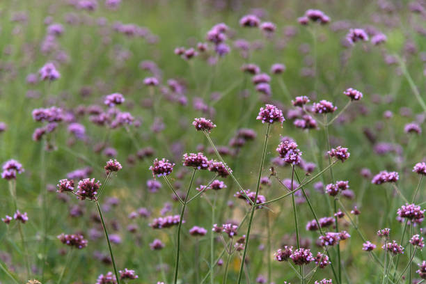 istock verbena flowers in the park 2196150948