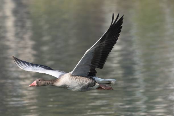 istock Graceful goose in flight over a lake 2196151137