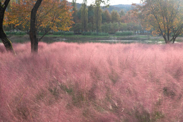autumn landscape