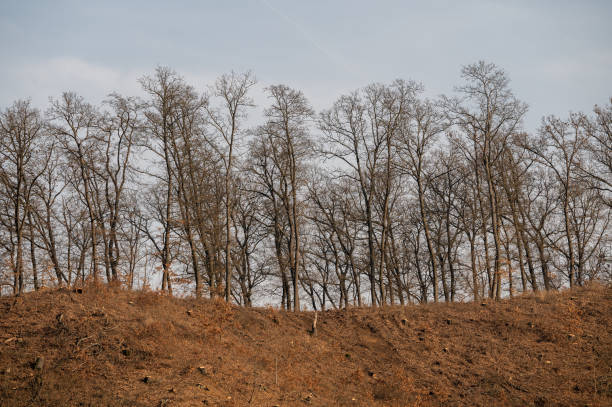 A row of bare trees standing on a hilltop during winter, with the ground covered in dry, brown vegetation. The minimalist composition evokes a serene and natural atmosphere.