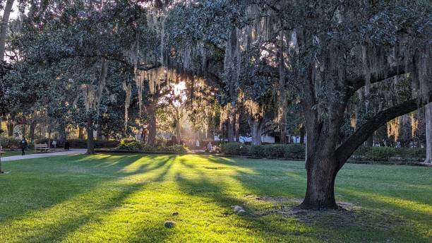 istock Golden Sunlight Filtering Through Trees in Savannah, GA 2196154150
