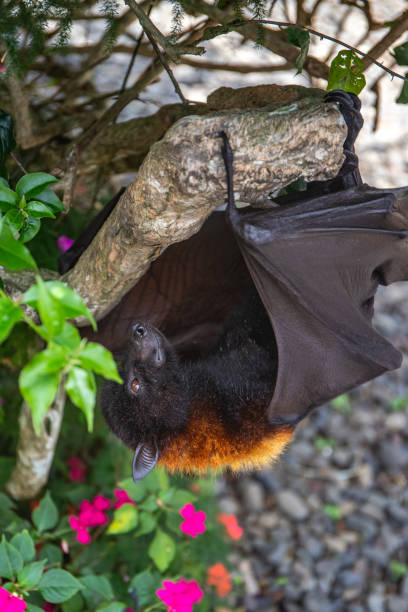 istock A flying fox on a bush with flowers on the ground in Bali, Indonesia 2196155758
