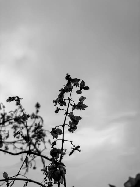 istock Flowers reaching for the cloudy sky in black and white during the evening light 2196155885