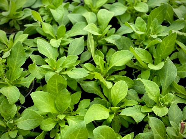 istock Green Leaves texture background wallpaper 2196156087