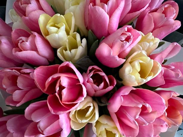 istock Beautiful pink and white tulips close up, selective focus 2196156179