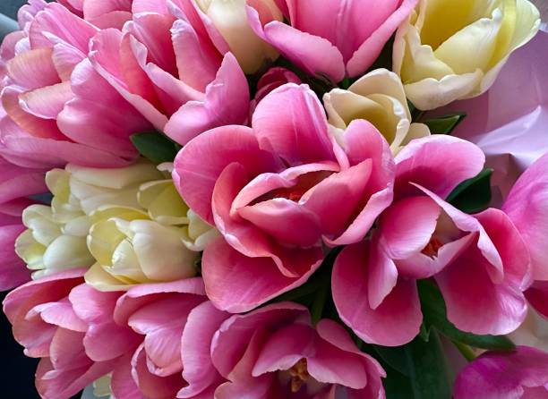 istock Tulip flowers, spring holiday flowery pink background 2196156191