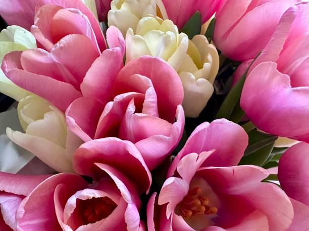 istock Beautiful pink and white tulips close up, selective focus 2196156203