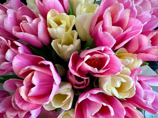 istock Beautiful pink and white tulips close up, selective focus 2196156227