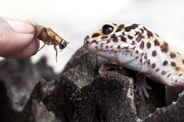Hand of a person feeding a leopard gecko with crickets