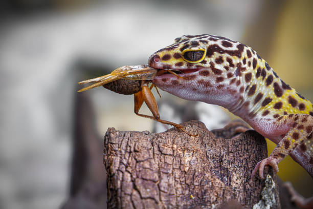 istock A leopard gecko is eating a cricket 2196156974
