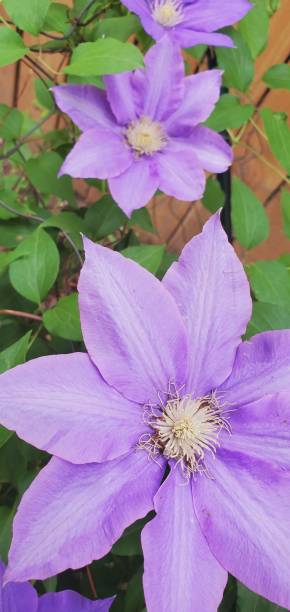 istock Vibrant purple clematis flowers close-up 2196157943
