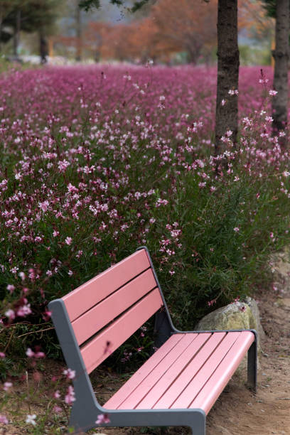 istock empty bench in the gaura flowers 2196159386