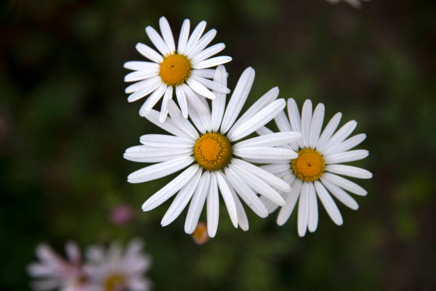 autumn flower