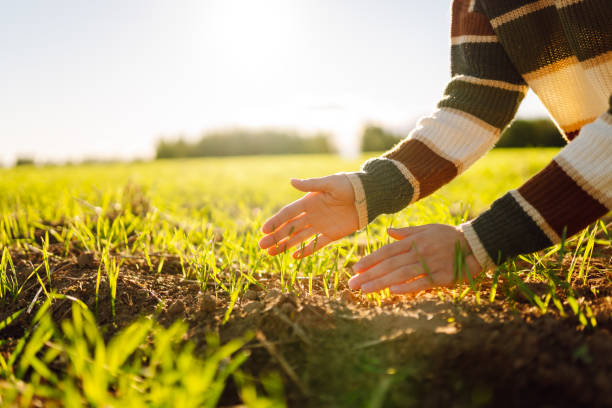 istock Female hand examining plant sprout. 2196160071