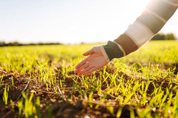 istock Female hand examining plant sprout. 2196160073
