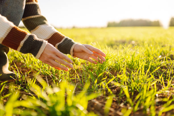 istock Female hand examining plant sprout. 2196160126