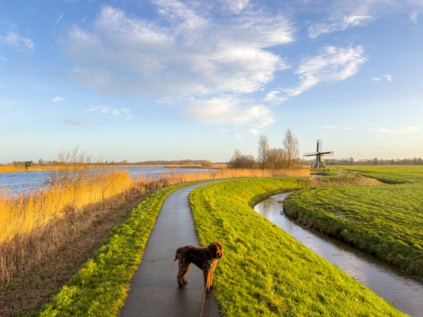 Brown labradoodle on footpath near IJlst with historic wind mills