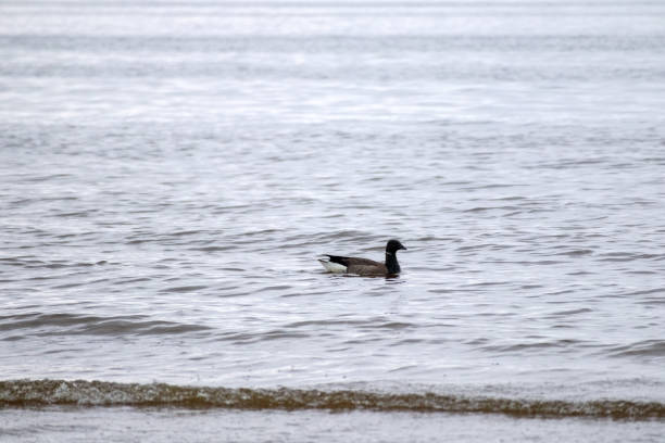 one duck swimming in a calm sea.