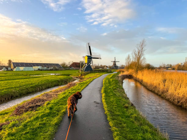 istock Brown labradoodle on footpath near IJlst with historic wind mills 2196160586