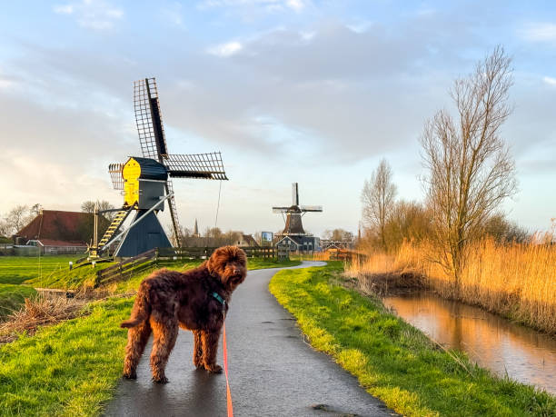 istock Brown labradoodle on footpath near IJlst with historic wind mills 2196160686
